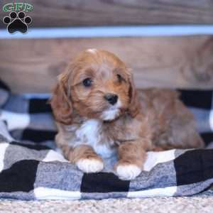 Cassy, Cavapoo Puppy