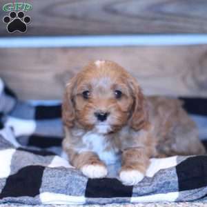 Cassy, Cavapoo Puppy