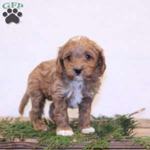 Cassy, Cavapoo Puppy