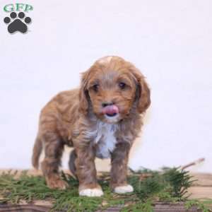 Cassy, Cavapoo Puppy