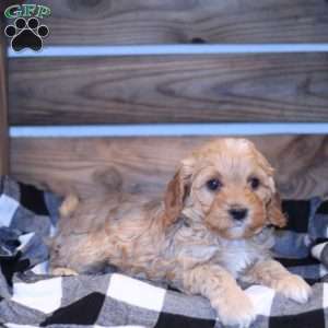 Alexis, Cavapoo Puppy