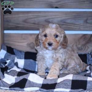 Alexis, Cavapoo Puppy