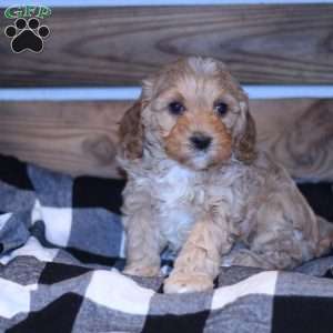 Alexis, Cavapoo Puppy