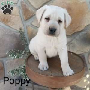 Poppy, Yellow Labrador Retriever Puppy