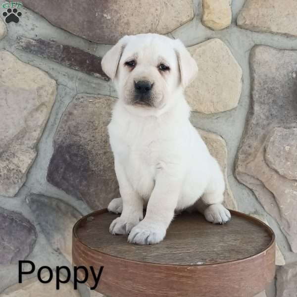 Poppy, Yellow Labrador Retriever Puppy