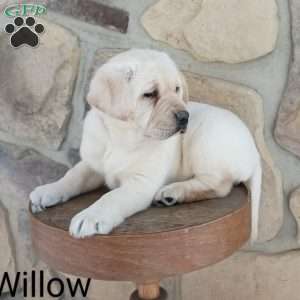 Willow, Yellow Labrador Retriever Puppy