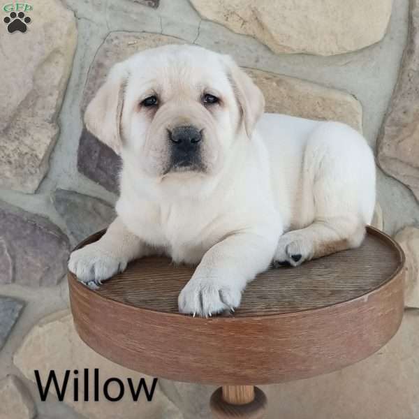 Willow, Yellow Labrador Retriever Puppy