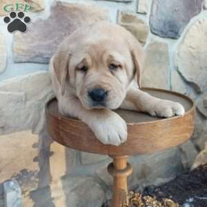 Pompom, Yellow Labrador Retriever Puppy