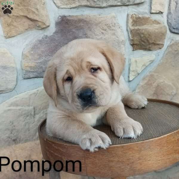 Pompom, Yellow Labrador Retriever Puppy