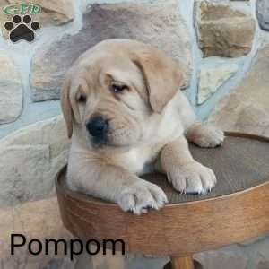 Pompom, Yellow Labrador Retriever Puppy