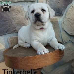 Tinkerbelle, Yellow Labrador Retriever Puppy