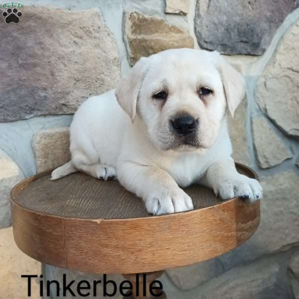 Tinkerbelle, Yellow Labrador Retriever Puppy