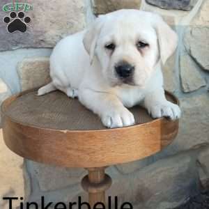 Tinkerbelle, Yellow Labrador Retriever Puppy