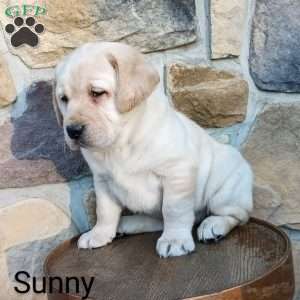 Sunny, Yellow Labrador Retriever Puppy