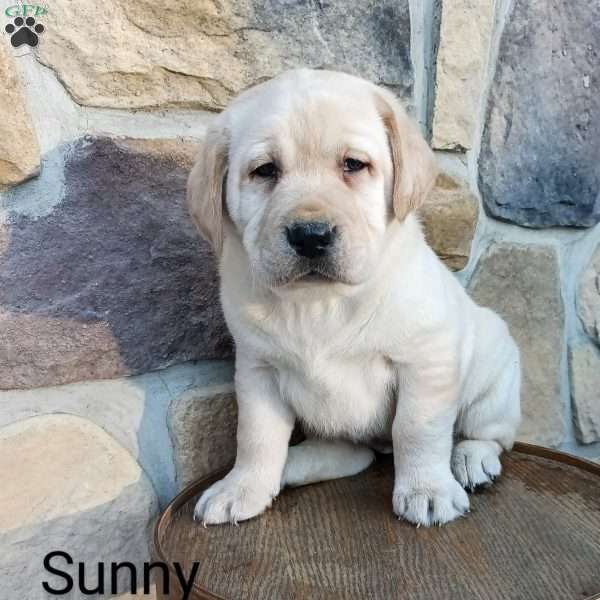 Sunny, Yellow Labrador Retriever Puppy