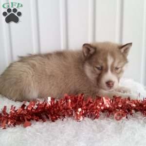 Josh, Pomsky Puppy