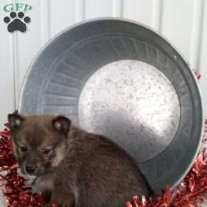 Jimmy, Pomsky Puppy