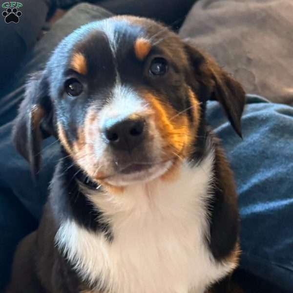 Noel, Greater Swiss Mountain Dog Puppy