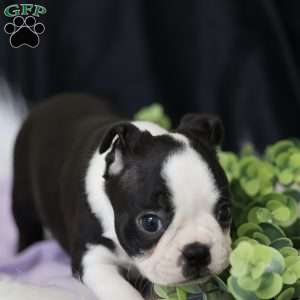 Boots, Boston Terrier Puppy