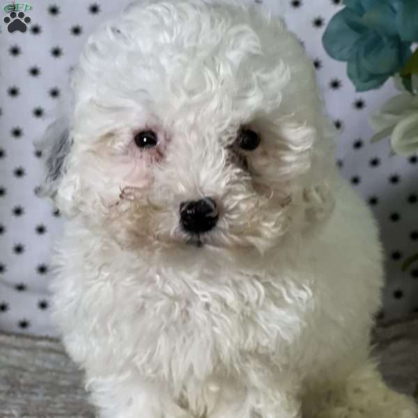 Hansel, Miniature Poodle Puppy