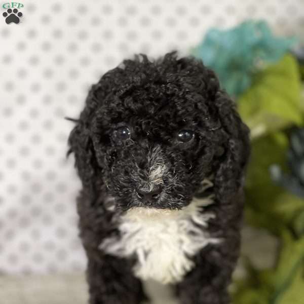 Hugo, Miniature Poodle Puppy