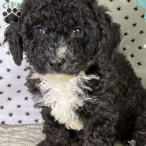 Hugo, Miniature Poodle Puppy