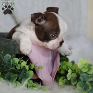 Bambi, Boston Terrier Puppy