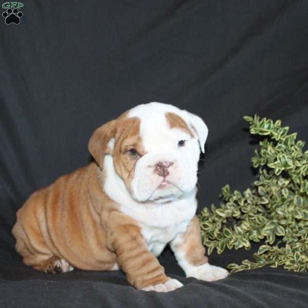 Jolly Rancher Red, English Bulldog Puppy