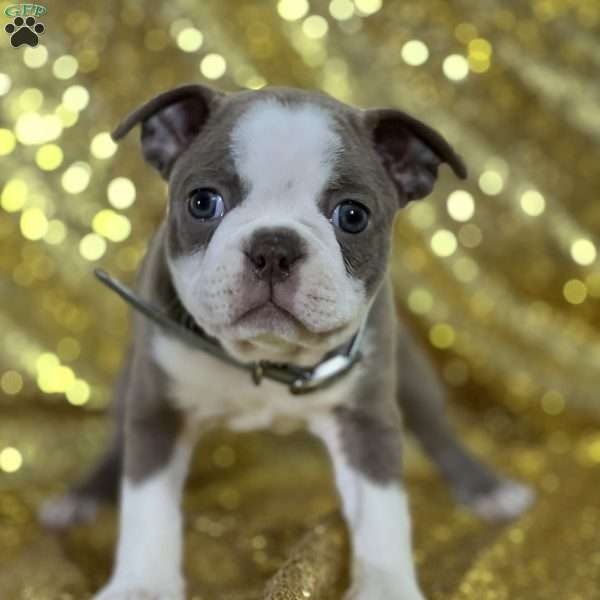 Mindy, Boston Terrier Puppy