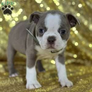 Mindy, Boston Terrier Puppy