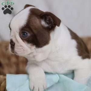 Blossom, Boston Terrier Puppy