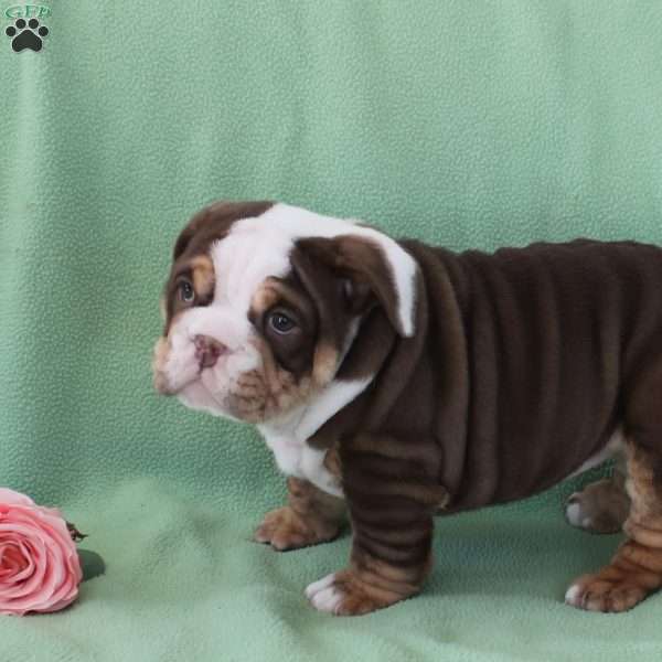 Jewel, English Bulldog Puppy