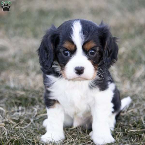 Benji, Cavalier King Charles Spaniel Puppy