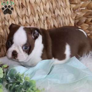 Blossom, Boston Terrier Puppy