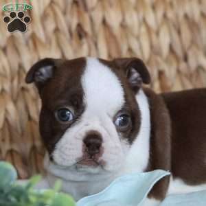 Blossom, Boston Terrier Puppy