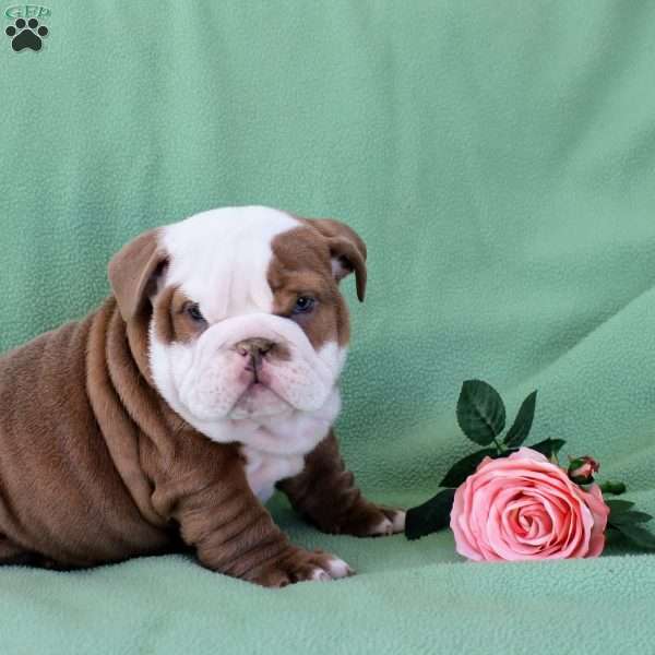 Jake, English Bulldog Puppy