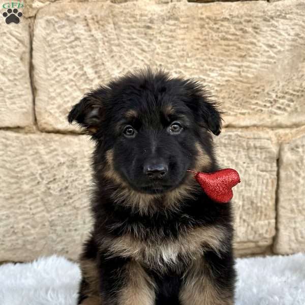 Bear, German Shepherd Puppy