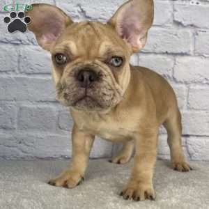 Mack, French Bulldog Puppy