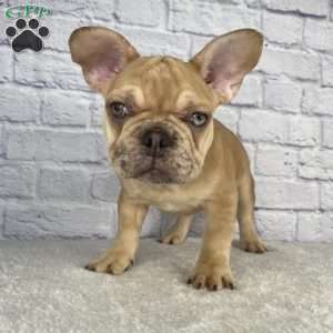 Mack, French Bulldog Puppy