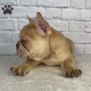 Mack, French Bulldog Puppy