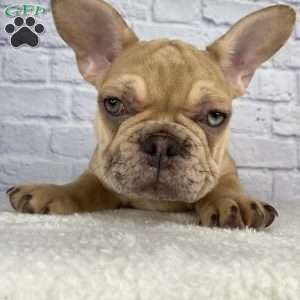 Mack, French Bulldog Puppy