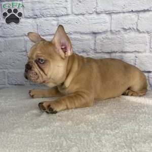 Mack, French Bulldog Puppy