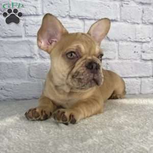 Mack, French Bulldog Puppy