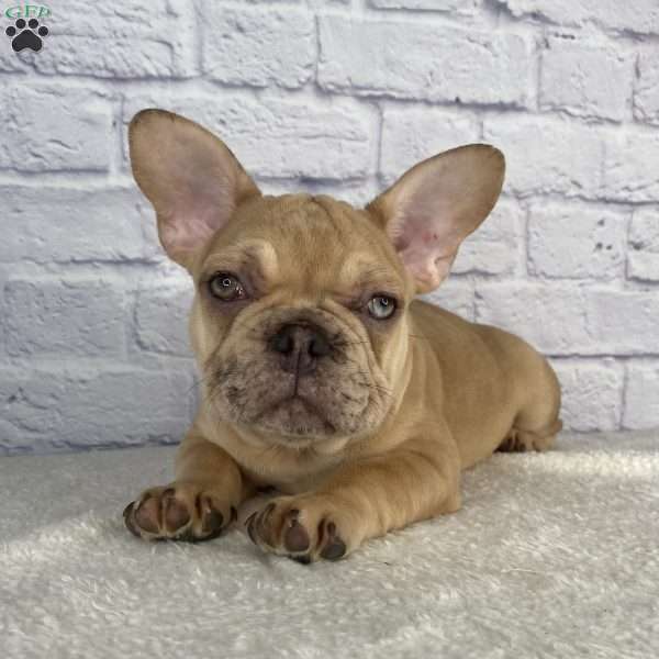 Mack, French Bulldog Puppy