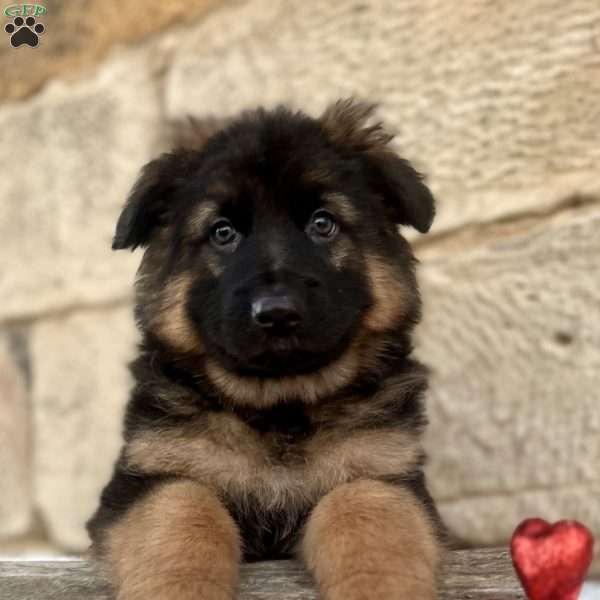 Sniper, German Shepherd Puppy