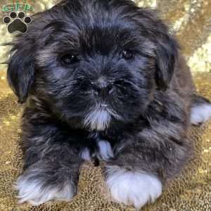 Jovie, Shorkie Puppy