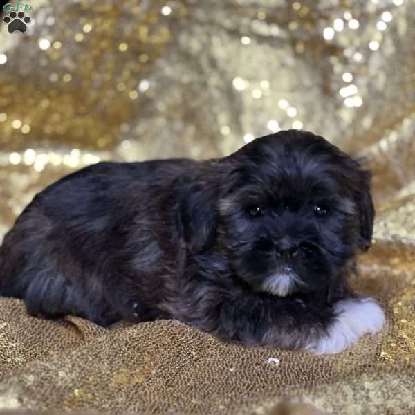 Jovie, Shorkie Puppy