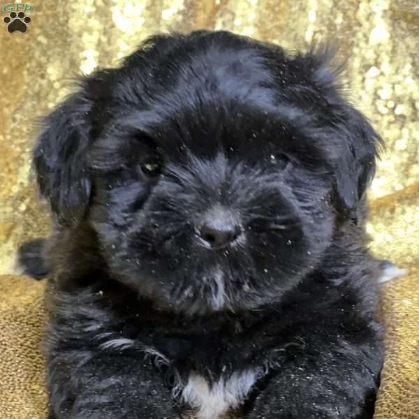 Jingle, Shorkie Puppy