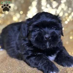 Jingle, Shorkie Puppy