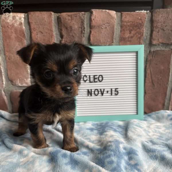 Cleo, Morkie / Yorktese Puppy